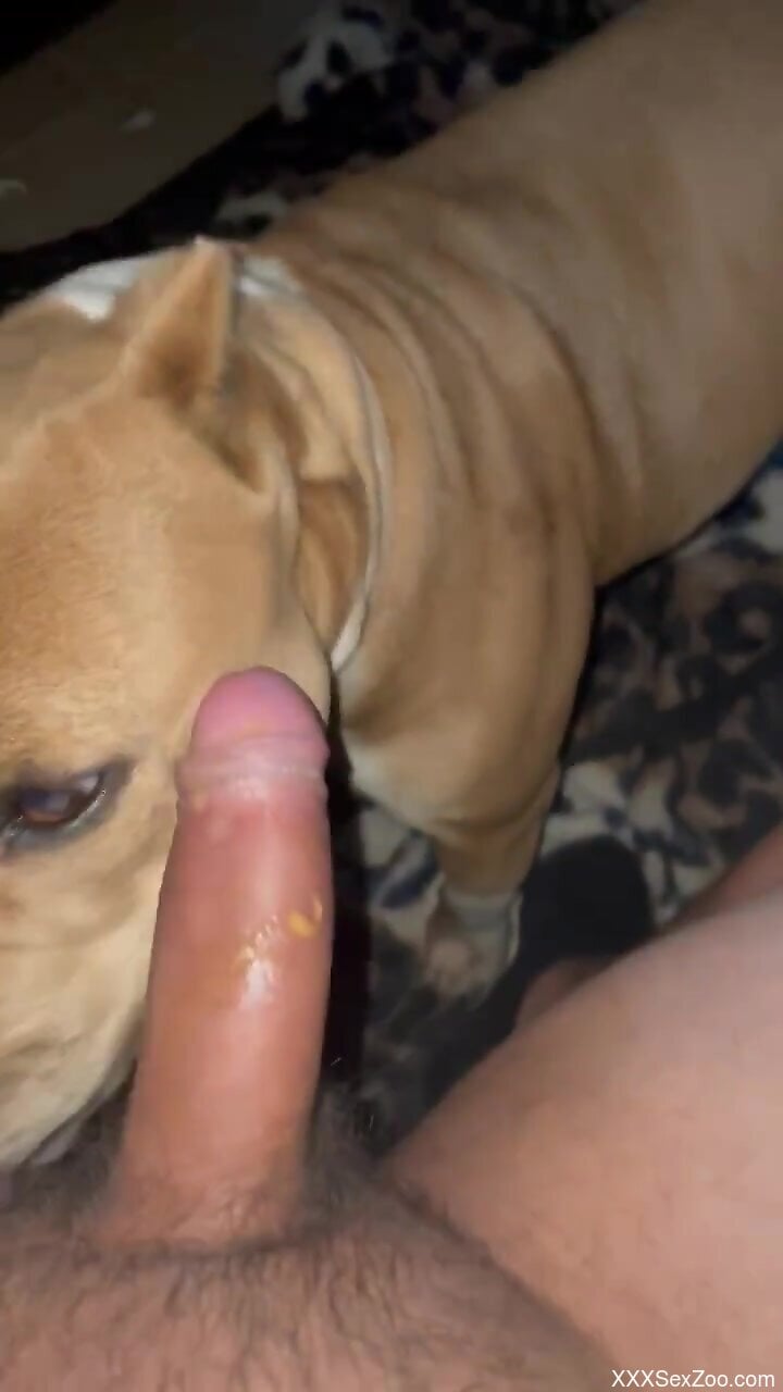 Amateur feels his dog licking and sniffing his dick pic
