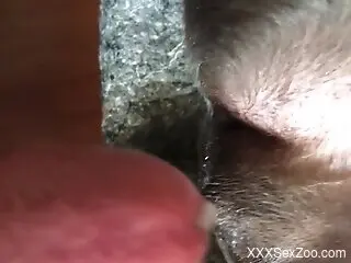 Aroused man films himself deep fucking animal's wet pussy