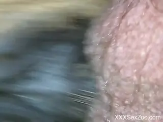 Badass pussy of a wet animal getting fucked HARD