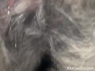 Man fucks dog's tight pussy in very harsh and dirty ways
