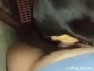 Steamy amateur tries heavy dog dick for limitless passion