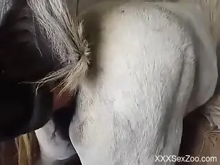 Horny man feels amazing fist fucking the horse's pussy