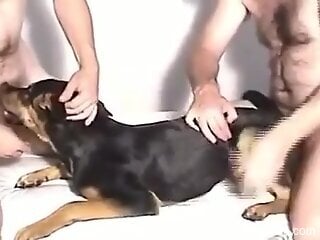 Two guys spit roasting the FUCK outta this dog