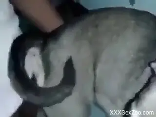 Dude is banging the animal from behind why not