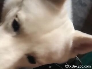 White dog licking the guy's cock in a POV video