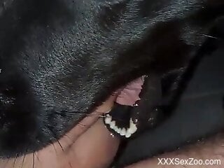 Black dog testing its oral skills in a POV video