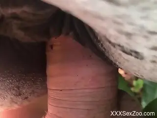 Dude puts his cock in a mare's pussy brutally
