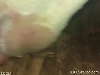 Guy in denim feeds his cock to a real sexy cow