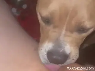 Sexy animal tasting uncut cock in POV as well