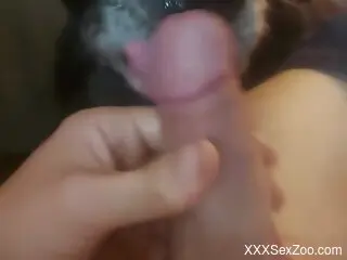 Guy wants to casually fuck his dog's horny mouth