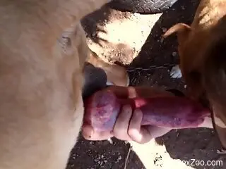 Tasty animal penis is what she loves the most
