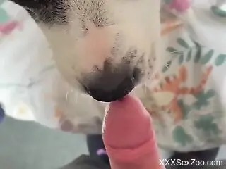 Dog licking cock in a POV movie with a horny stud