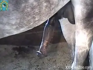 Horse dick is going to get busy throbbing hard