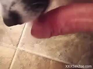 Guy makes this dog lick his dick and cums hard
