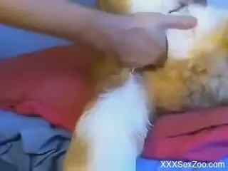 Animal getting fisted with a great deal of zeal