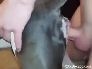 Dog pussy is going to get fucked from behind