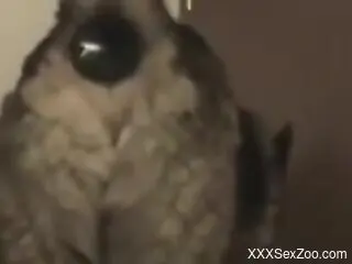 Animal pussy is going to prove to be too juicy