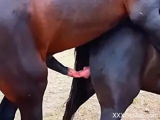 Horse dick is going to dominate that hot opening