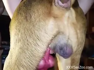 Dude is going to fuck this gay dog's tight asshole