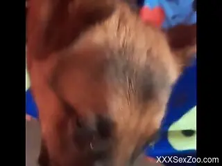 POV zoophilic seduction of a very appealing dog
