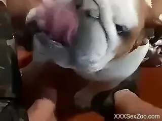 Dog licks man's erect dick during strong jerk off solo