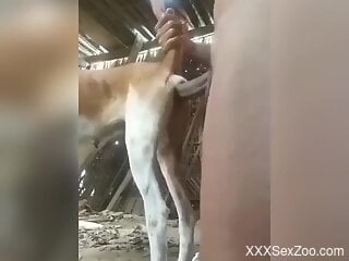 Aroused man fucks animal's tight pussy in crazy rounds
