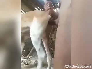 Aroused man fucks animal's tight pussy in crazy rounds