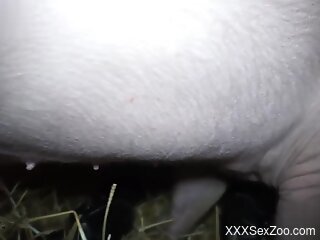 Addictive female gets fucked by a pig in dirty positions