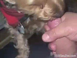 Aroused man wants to come in his furry dog's small mouth