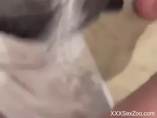 Dog licks woman's wet pussy and makes her feel great