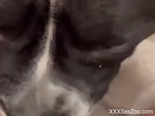 Dog licks woman's wet pussy and makes her feel great