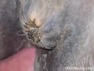 Aroused man hard fucks horse in the pussy and comes inside