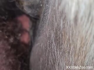 Aroused man hard fucks horse in the pussy and comes inside