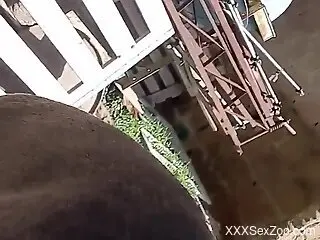 Aroused man plays with the dog's dick in outdoor scenes
