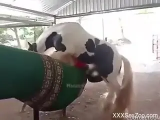 Horse fucks its female and the guy filming gets aroused