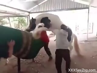 Horse fucks its female and the guy filming gets aroused
