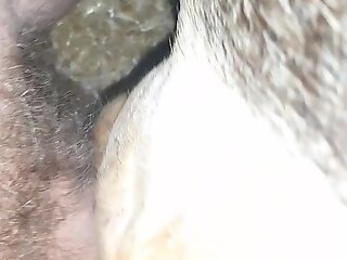 Aroused man inserts while penis in dog's tight pussy