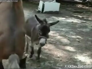 Donkeys fuck naked man in the ass while the camera is rolling