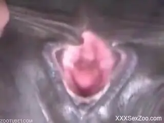 Old man craves sex with the horse in brutal zoophilia