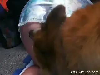 Half-naked woman allows curious dog to lick her pussy and ass
