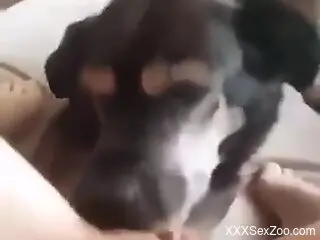 Dog licks woman's wet pussy and makes her come like never before