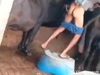 Farmer fucks cow in the pussy while being filmed in great scenes