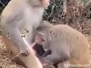 Monkey gives blowjob to a male and horny man films it