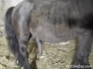 Horny woman plays with the stallion's penis