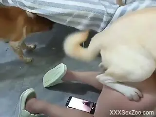 Furry dog loudly fucks nude woman in the pussy and comes on her