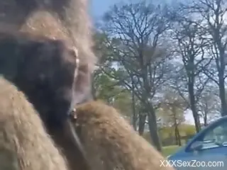 Energized moments wild animals fuck on the man's windshield