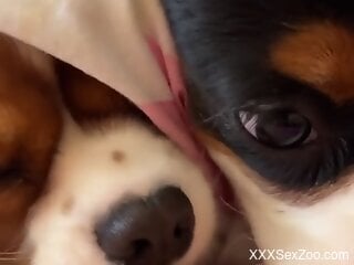 Small dogs lick the woman's clit in very intense modes