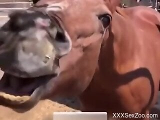 Horse seems curious about licking this man's dick