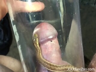 Energized man loves the small snake crawling on his dick