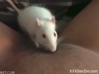 Mouse stimulates woman's clit when she masturbates on cam